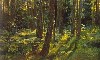 Картина Шишкина: Папортники в лесу. Сиверская