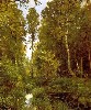 Картина Шишкина: Заросший пруд у опушки леса. Сиверская