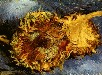 Картина Винсента Ван Гога: Два срезанных подсолнуха