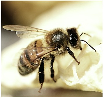 Пчелиное маточное молочко